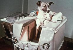 La vera storia della morte di Laika, la cagnolina astronauta che fu lanciata in orbita 61 anni fa