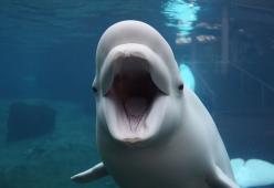 Una balena ha incredibilmente imparato il linguaggio dei delfini per comunicare con loro