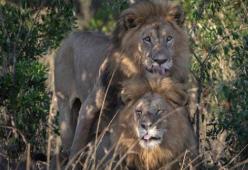 Un fotografo ha immortalato due leoni gay in una riserva naturale in Kenya. Lo scatto fa scalpore.