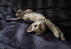 I gatti alla conquista del mondo: ecco perché comandano loro!