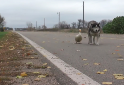 La straordinaria amicizia tra questo cane e un'anatra vi farà intenerire