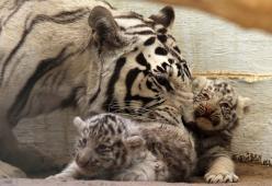 Per i parlamentari del Regno Unito gli animali non sono in grado di provare emozioni e dolore