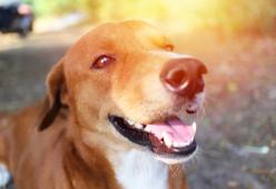 7 motivi per cui adottare un cane anziché cercare un fidanzato
