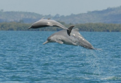 I delfini fanno regali e serenate per conquistare le loro femmine