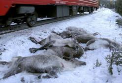 Strage in Norvegia: morte oltre 100 renne