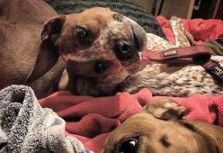 Ecco la foto del cane che nessuno riesce a decifrare