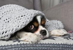Ecco perché diciamo che “Fa un freddo cane”