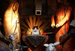 10 gatti che "impazziscono" per il presepe
