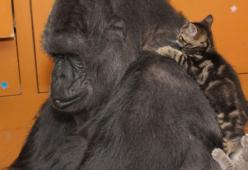 Ecco Koko, la gorilla che riceve un regalo molto speciale e reagisce così...