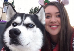L'husky addobbato per Natale che mostra tutto il suo entusiasmo...