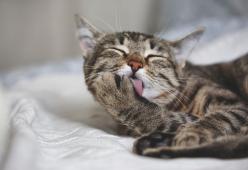 Cercasi coccolatori di gatti professionisti, in Irlanda 