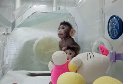 Cina: prime due scimmie clonate come la pecora Dolly