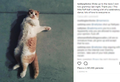 Ed Sheeran vince due Grammy e ringrazia con una foto del suo gatto "ballerino"