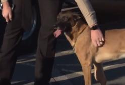 [Video] Il cane poliziotto malato terminale: il commovente addio degli agenti