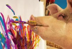 Pigcasso, il maiale pittore, inaugura la sua mostra d'arte