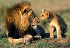 Cacciatore ucciso e mangiato dai leoni in Sudafrica