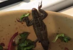 Trova una lucertola morta nell’insalata: “Non so se ho ingerito la coda”