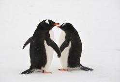 Amori-animali impossibili: il cambiamento climatico ostacola l’amore 