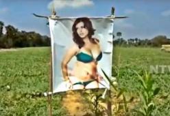 Contadino usa il poster di una pornostar per proteggere i campi dal malocchio