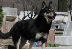 È morto Capitàn, l’“Hachiko argentino” che per oltre 10 anni ha vegliato sulla tomba del suo padrone