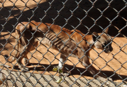 Venezuela: gli animali dello zoo stanno morendo di fame