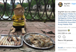 Questo gatto che vende pesce in Vietnam sta facendo impazzire tutti