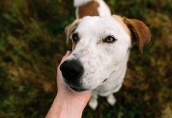 Francia: creato testo unico che riunisce tutte le leggi sugli animali