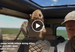 Un ghepardo salta dentro la macchina durante il safari: il video shock
