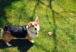 Ammazza il cane del vicino e glielo cucina a sua insaputa