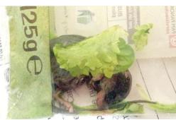 Insalata shock: c'è un topo nella busta. Succede a Genova
