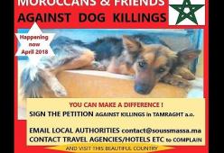 Strage di cani randagi in vista dei Mondiali: accade in Marocco 