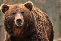 Orso bruno marsicano ucciso dall’anestetico nel Parco nazionale d’Abruzzo