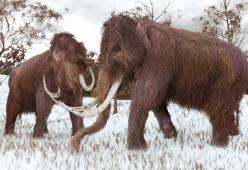 Come combattere il cambiamento climatico? Basta riportare in vita il mammut