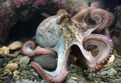 I polpi potrebbero avere un’origine aliena. Lo sostiene una ricerca
