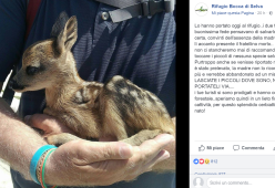 Coppia di turisti soccorre un cucciolo di cerbiatto, ma commette un grave errore