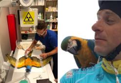 Investito il pappagallo Franky, amico del ciclista Michele Scarponi