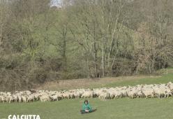 Paracetamolo