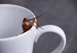 Preparatevi, arriva il latte di scarafaggio ed è buono come quello "classico"