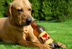 Birra e vino per cani e gatti? Esistono, e arrivano dall’Inghilterra