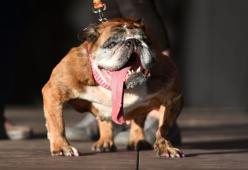 La bulldog Zsa Zsa è il cane più brutto del mondo