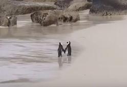 La coppia di pinguini che passeggia "pinna a pinna"