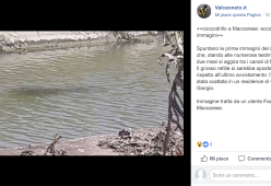 Scatta la psicosi coccodrillo nelle acque romane