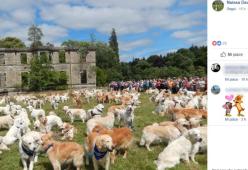 150 anni fa la prima cucciolata di Golden Retriever: ecco i festeggiamenti in Scozia
