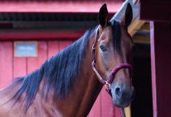 Ivrea, ubriaco a cavallo: sospesa la patente