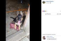 La cucciola Kora prenderà il posto di Kaos, il cane-eroe di Amatrice morto avvelenato