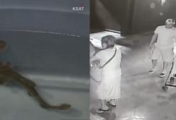 Rubano uno squalo e lo nascondono su un passeggino: il video dell'assurdo "rapimento"