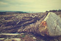 Oggi è l'Earth Overshoot Day, il giorno in cui si esauriscono le risorse disponibili per il 2018