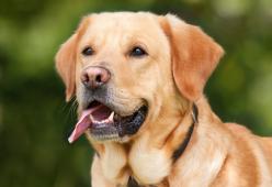 Multe per chi non raccoglie i bisogni del cane grazie alla prova del Dna