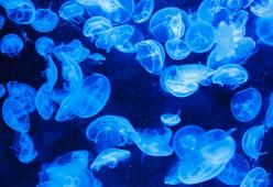 Bagnino viene preso a badilate per aver liberato meduse in acqua