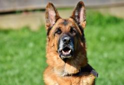 Spende i risparmi per il matrimonio per curare il cane e la futura sposa si infuria